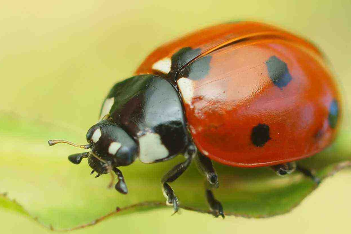 How to Create Pest-Resistant Ecosystems: A Farmer’s Manual